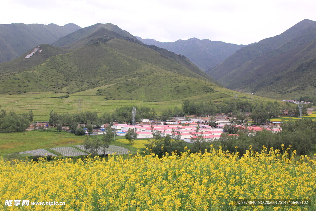 山间黄花烂漫的美丽村落