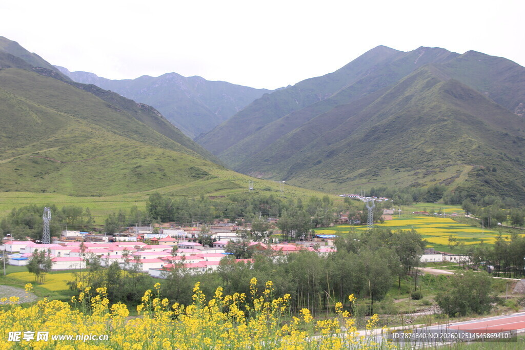 山间村落伴金黄花海