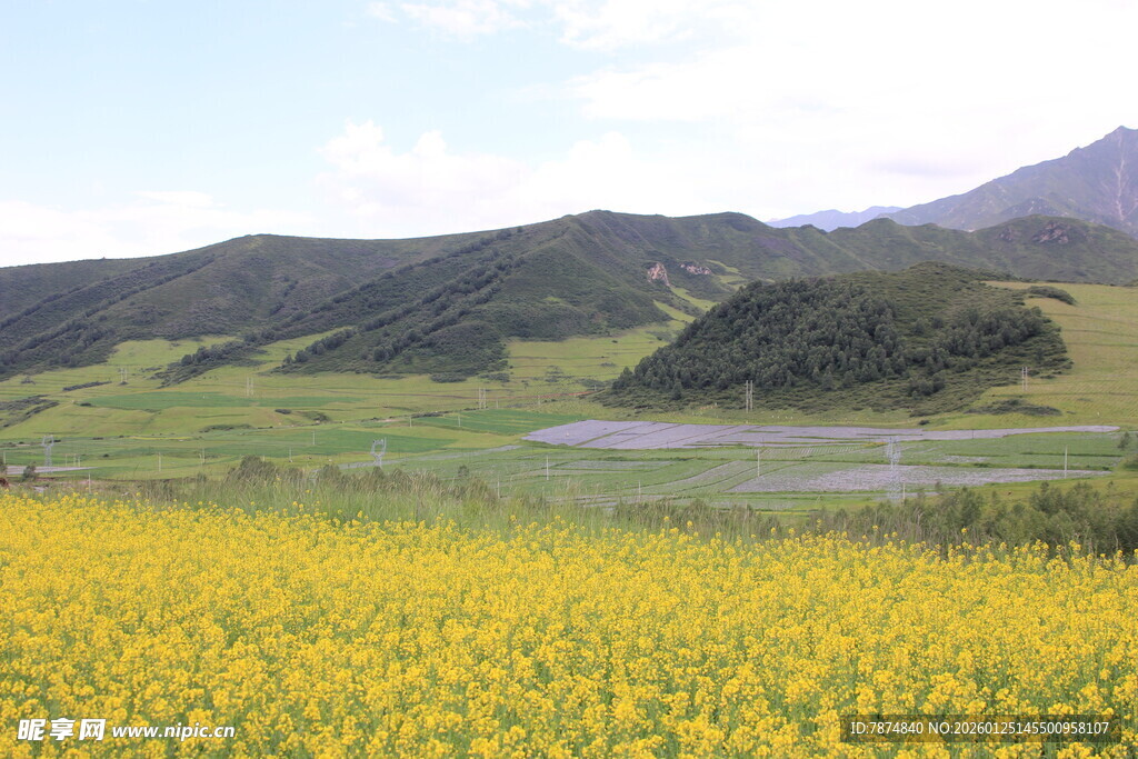 金黄花海伴远山美景