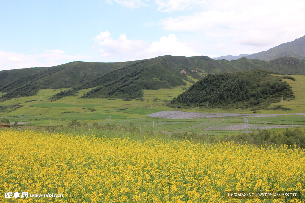 金黄花海伴青山绿水