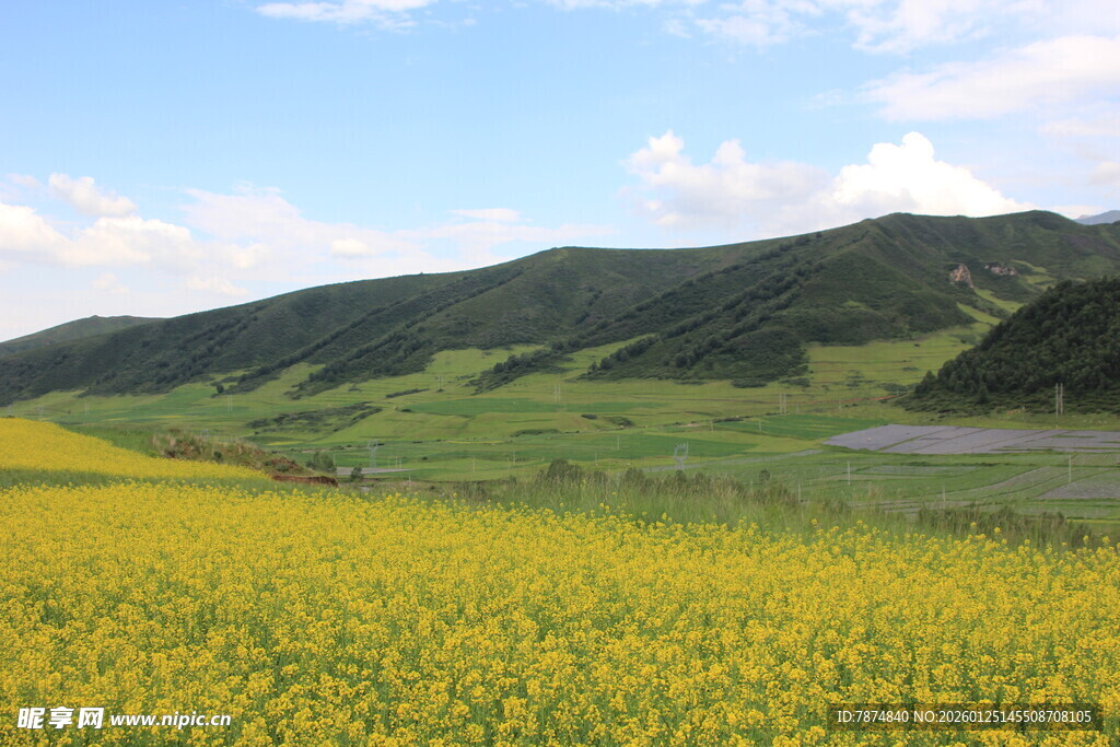 金黄花海伴青山蓝天