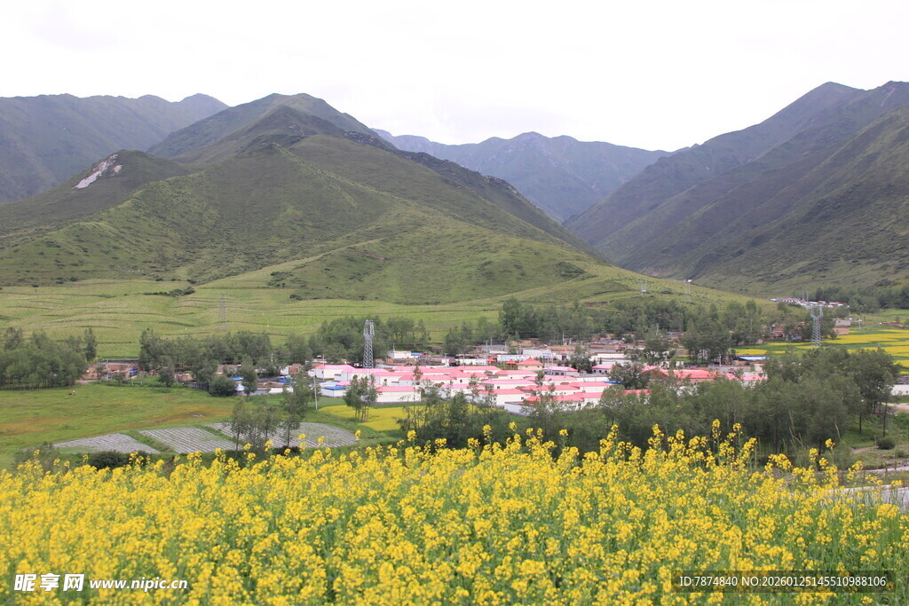 山间油菜花海中的村落
