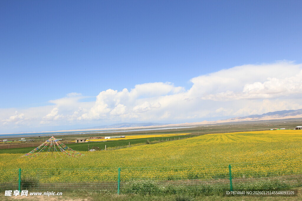 金黄田野与蓝天白云美景