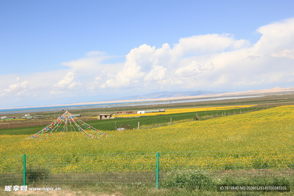 金黄田野与蓝天相映成趣