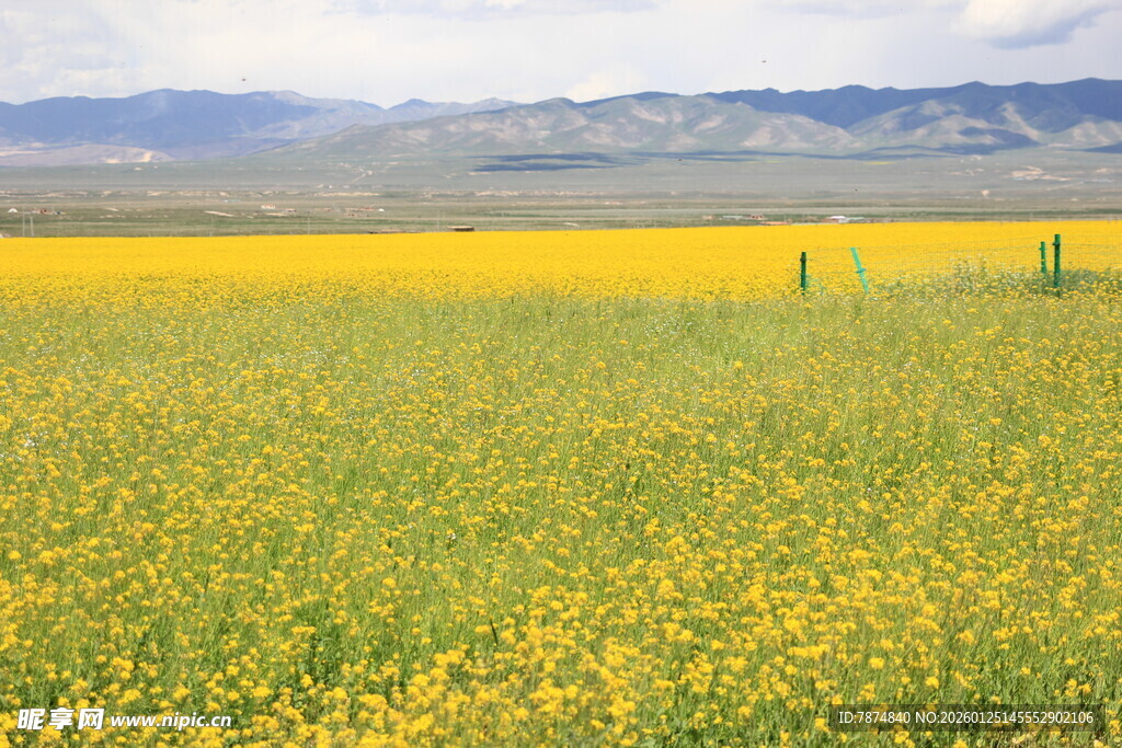 金黄花海 广袤原野风光