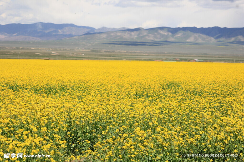 金黄油菜花海 广袤美景