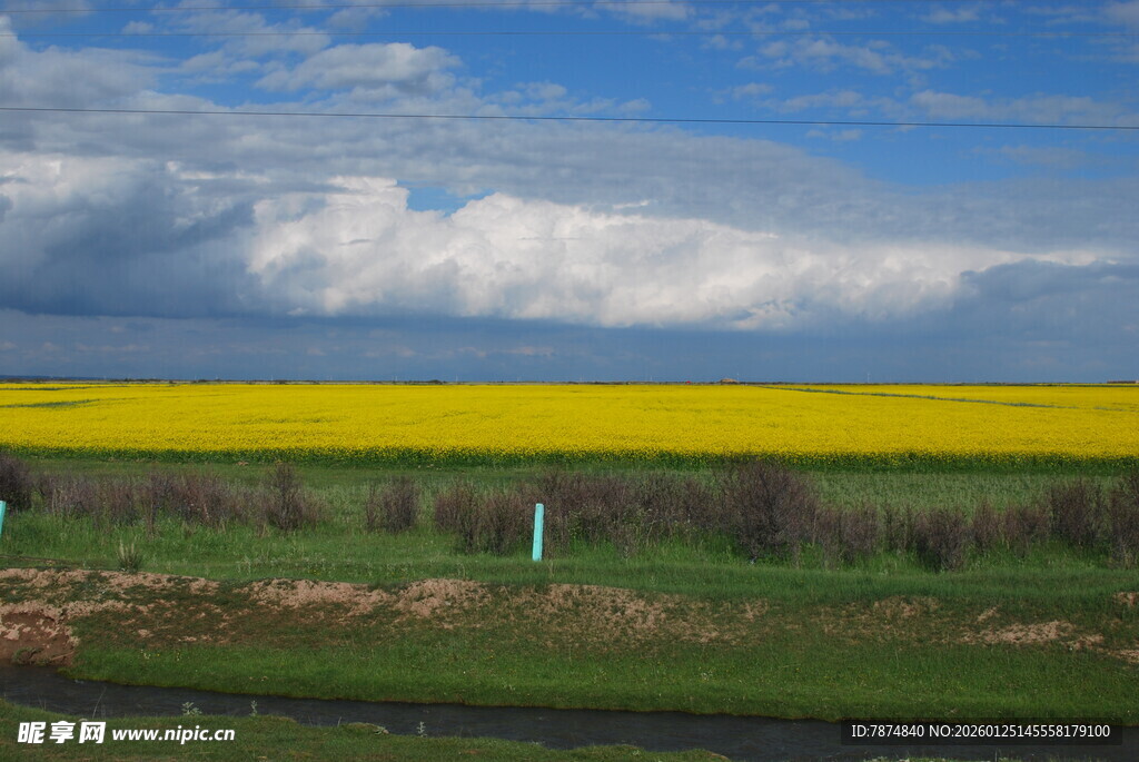金黄油菜田与蓝天白云