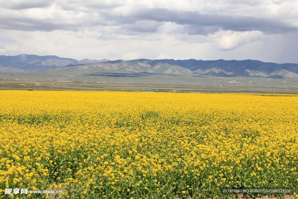 金黄油菜花海 远山近景