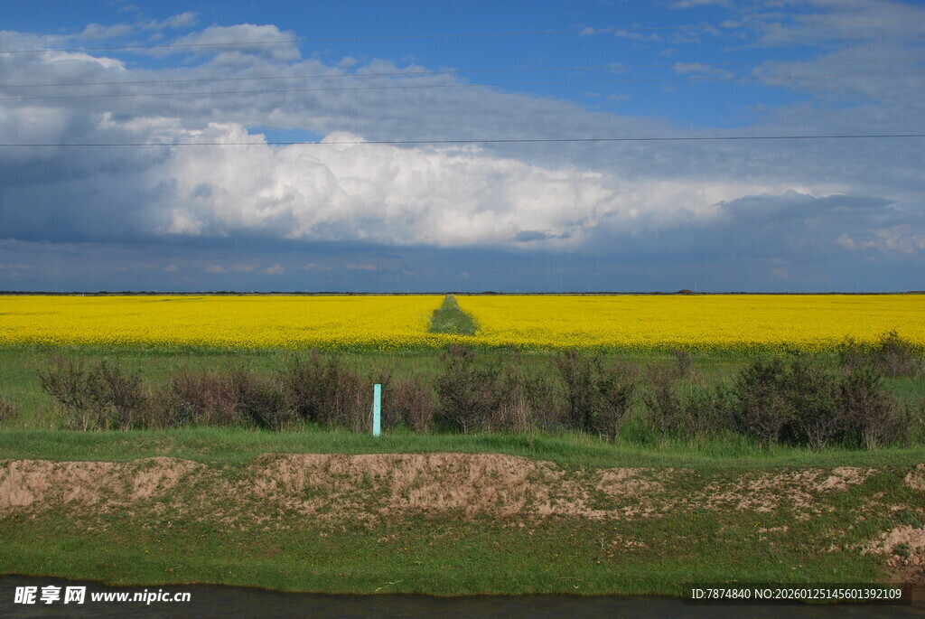 金黄油菜田与蓝天白云美景