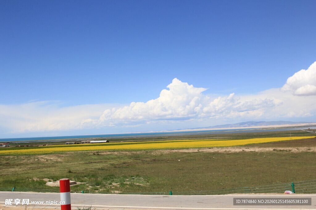 草原公路边的灿烂花海