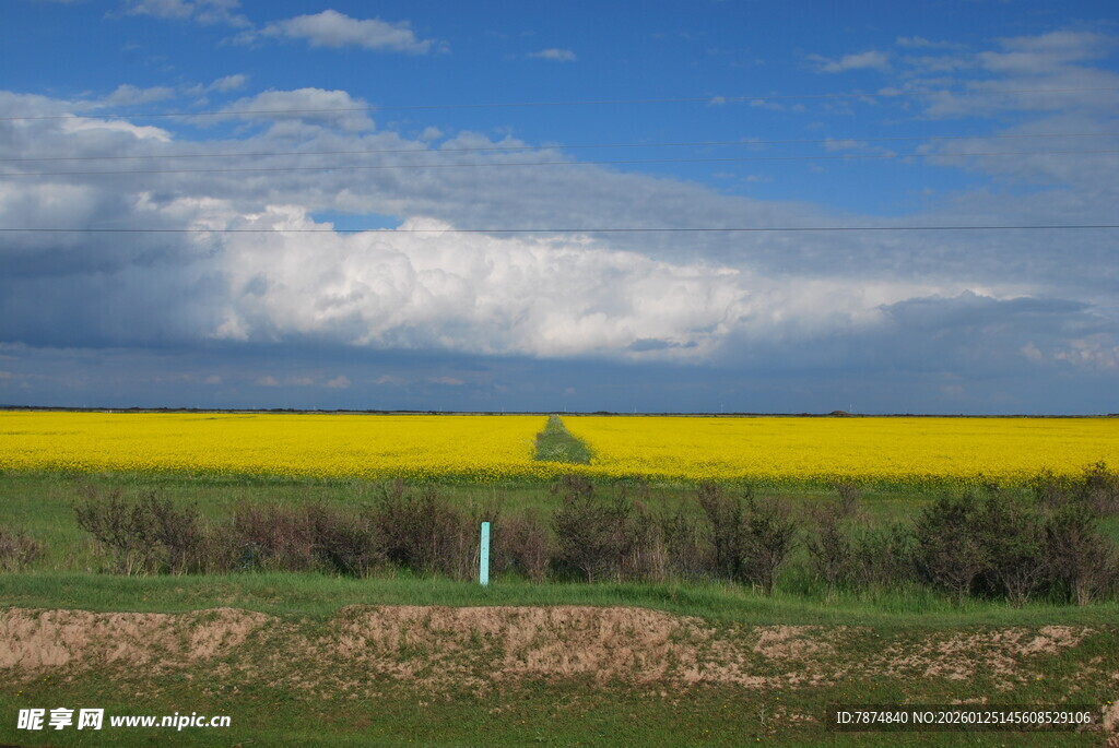金黄油菜田与蓝天白云