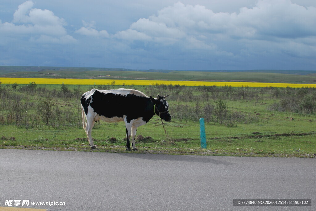 公路边黑白花奶牛