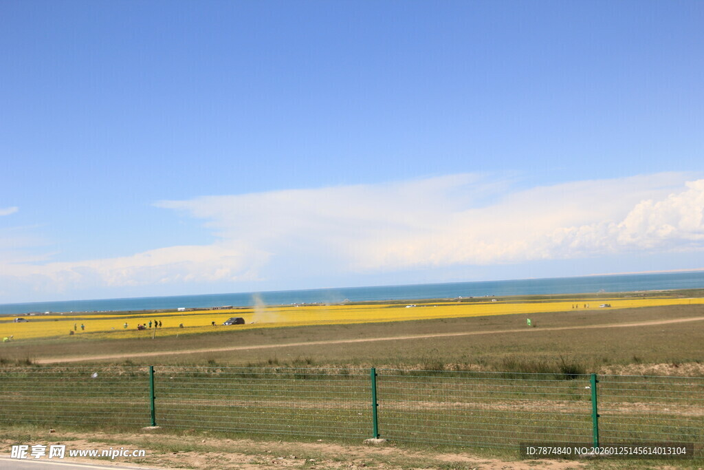 草原上的金黄花海与蓝天