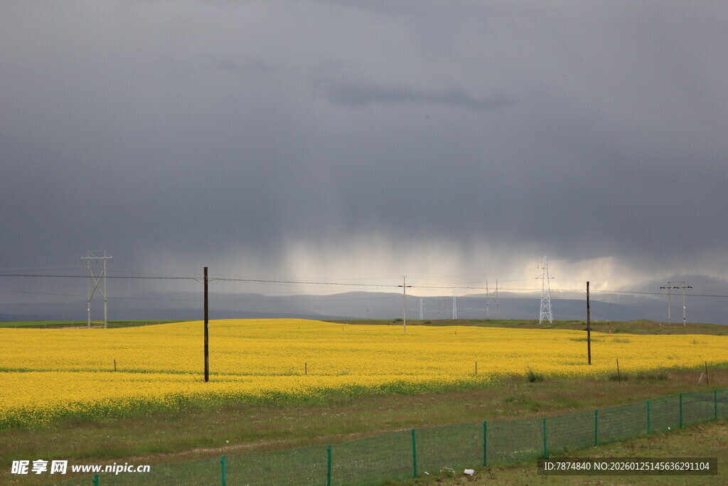 草原上的乌云与金黄花田