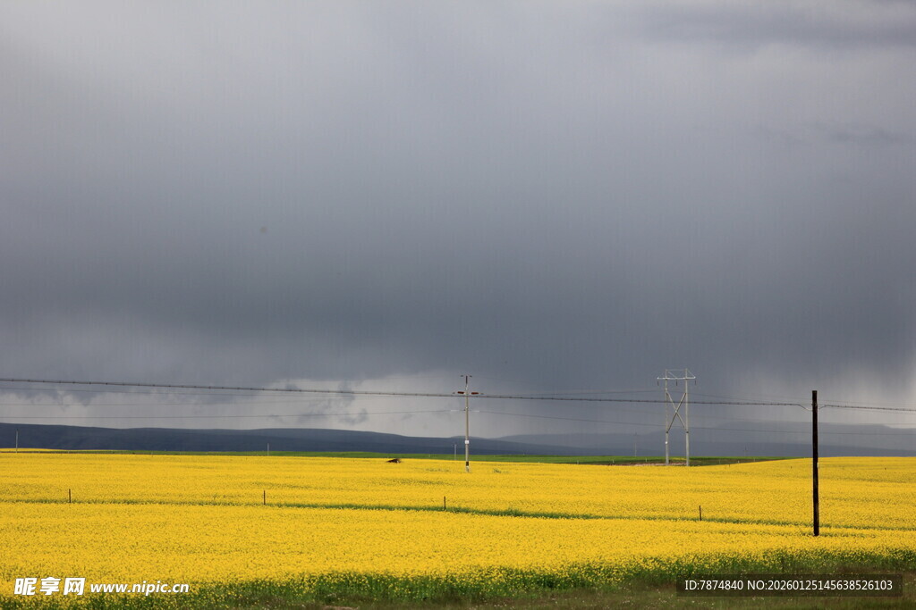 金黄油菜田与阴沉天空