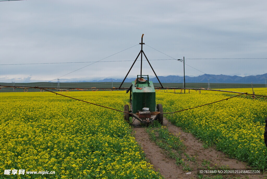 田野中的农机穿行于花海