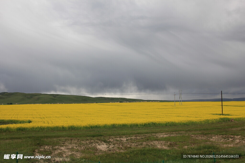 金黄油菜田与阴沉天空