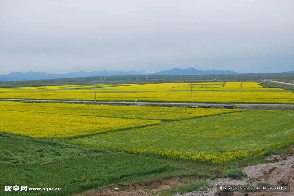 金黄油菜田的田园风光