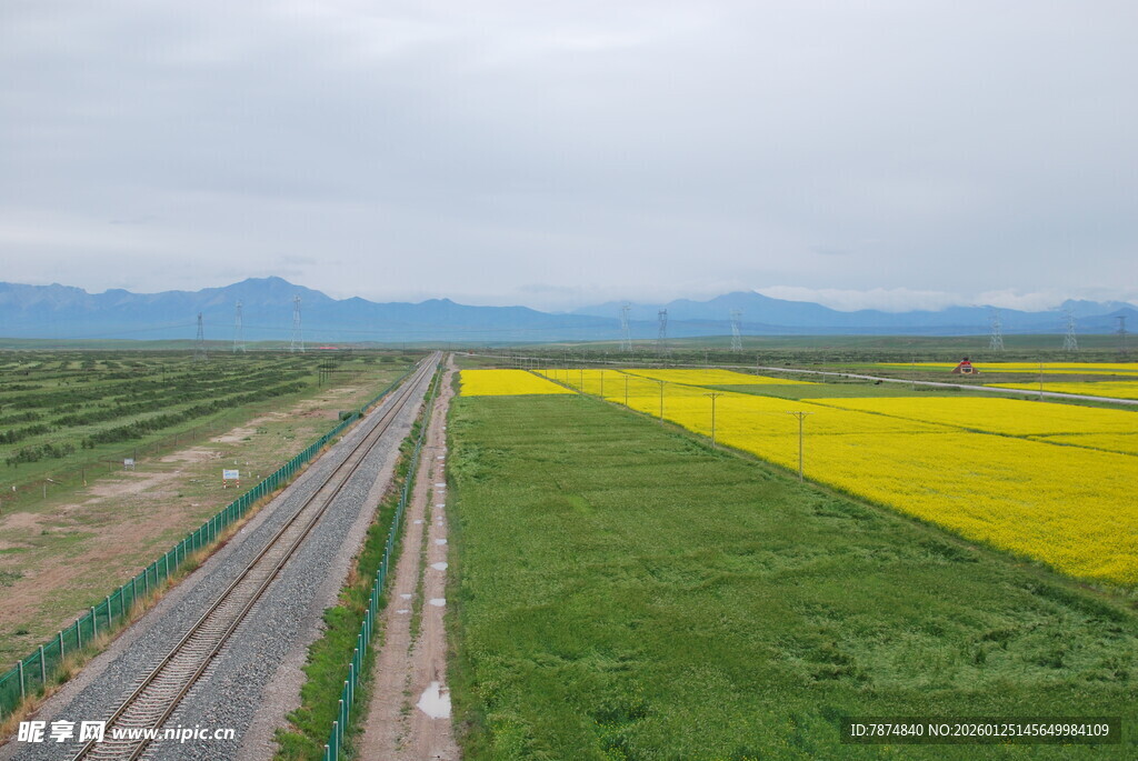 公路旁的绚烂油菜花海