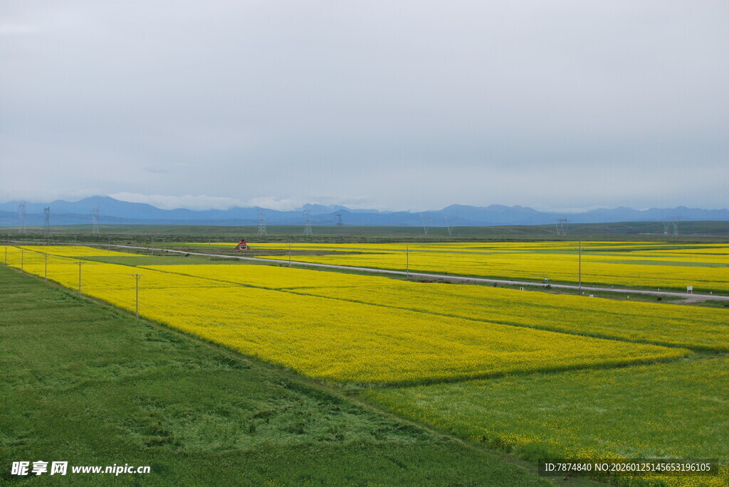 春日田野油菜花景观