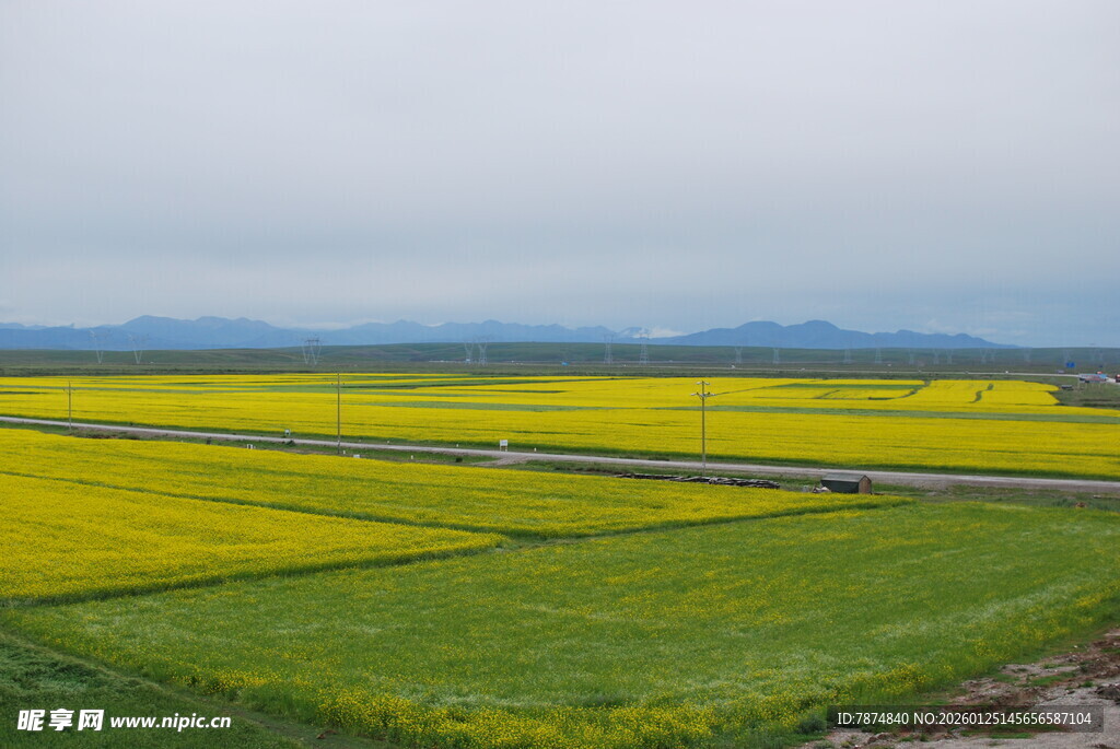 春日田野间的油菜花海