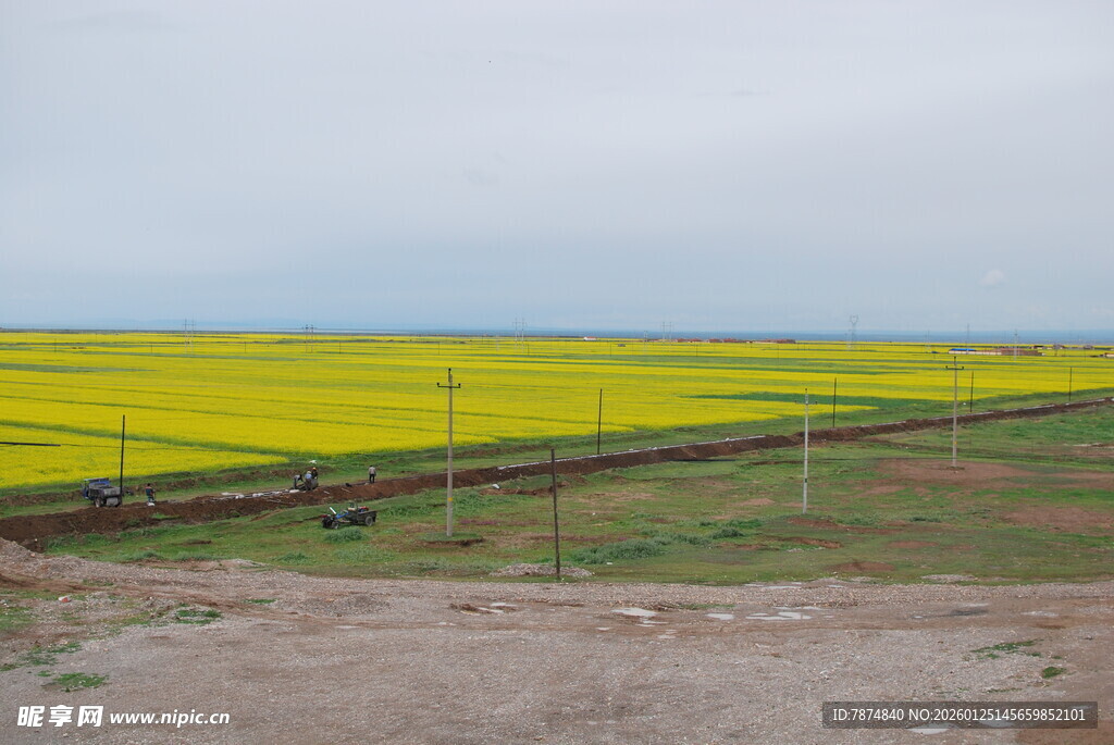 金黄油菜田 田园风光美