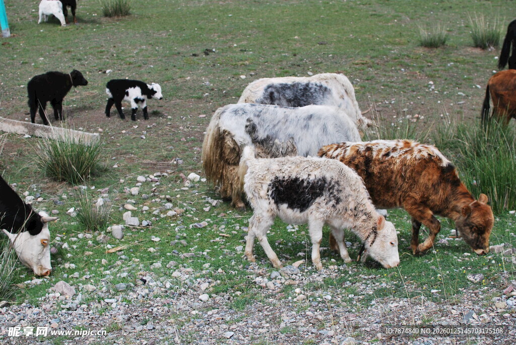 草原上的牛羊群