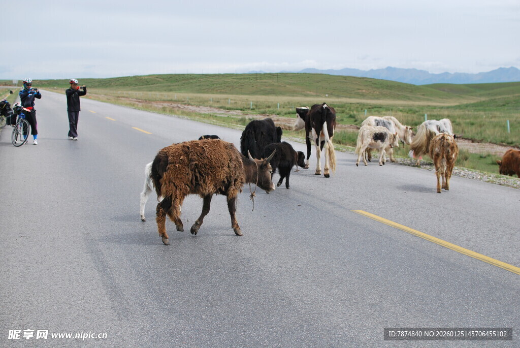 公路上牛群悠闲漫步