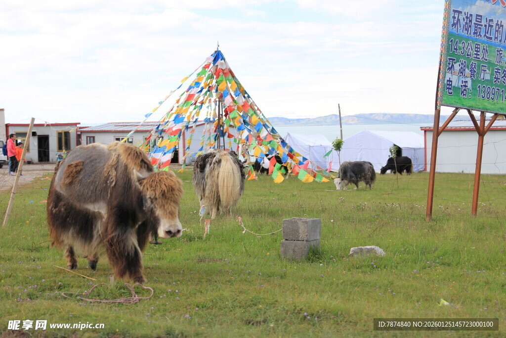 草原上的牦牛与彩色经幡
