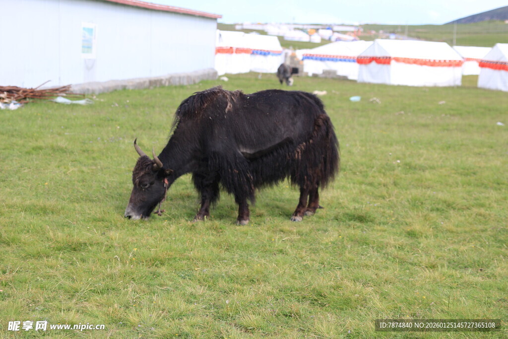 草原上的黑色牦牛