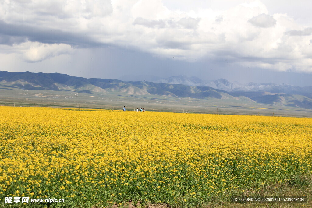 金黄花海与远方山峦