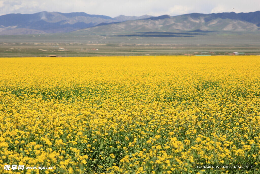 金黄油菜花海 远山为伴
