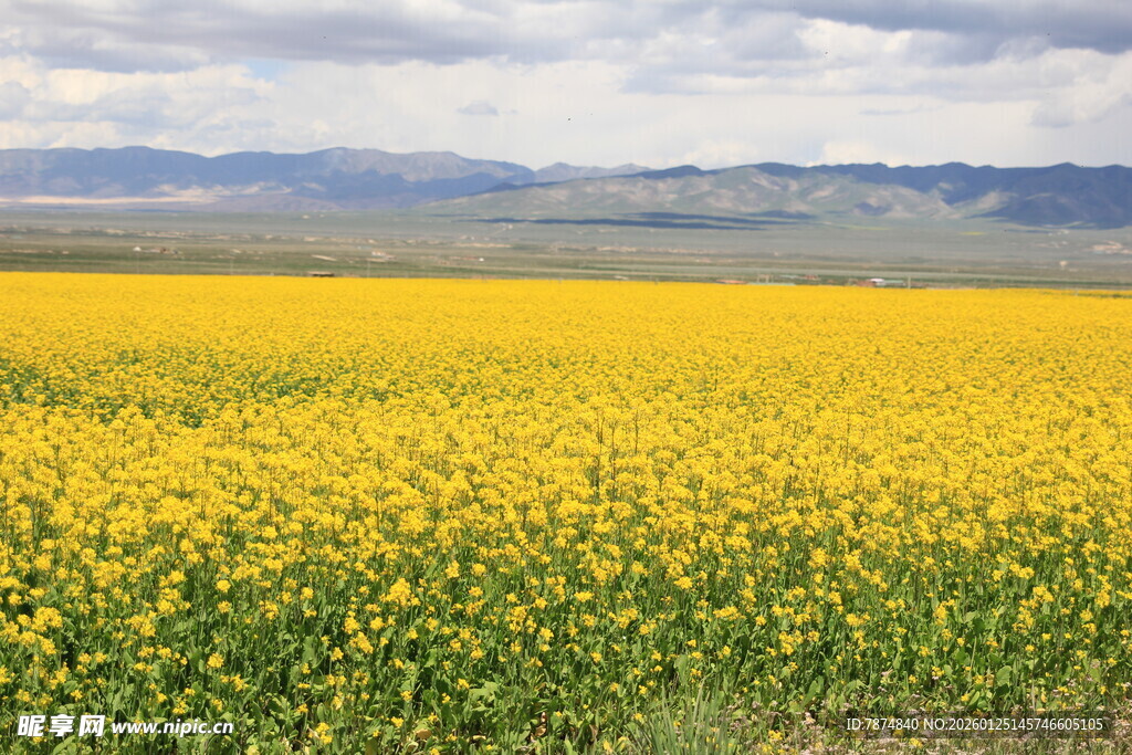 金黄油菜花海 广袤原野景