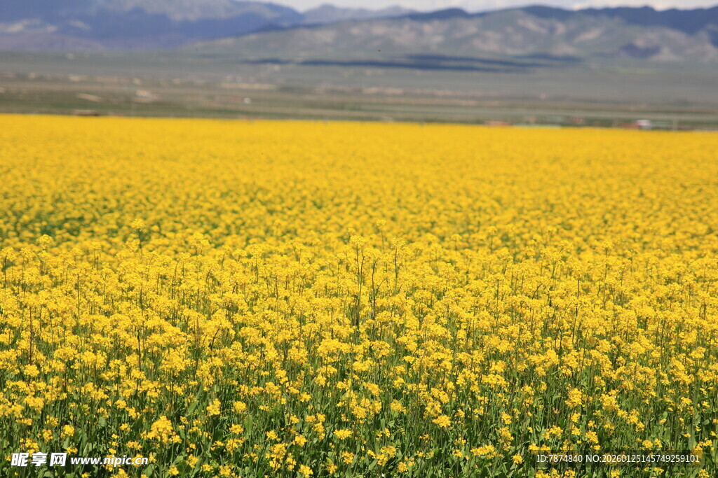 金黄油菜花田的壮美风光
