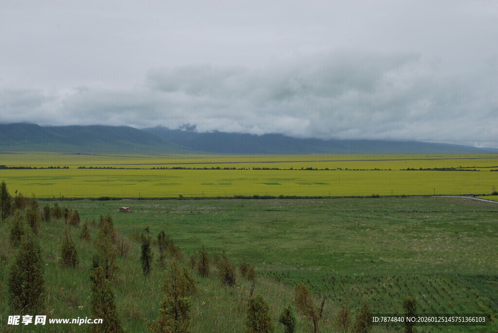 草原上的黄绿相间美景