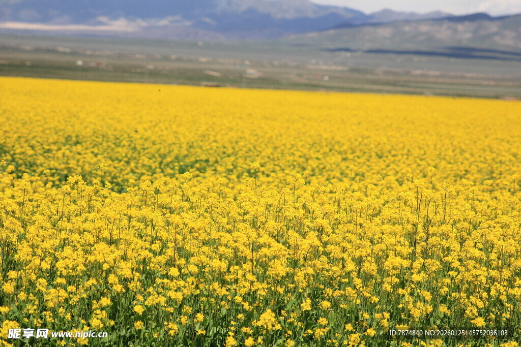 金黄油菜花田 田园美景