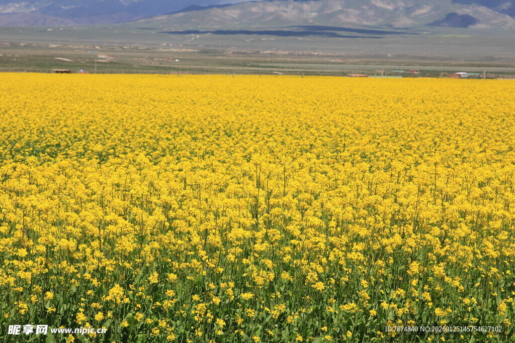 金黄油菜花海田园美景
