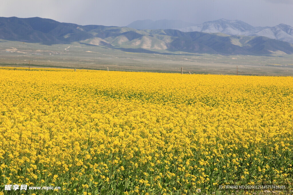 金黄花海绽于辽阔天地间