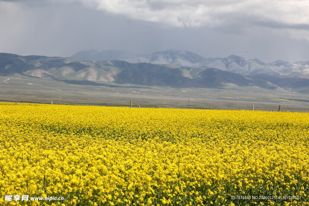 金黄油菜花海与远山