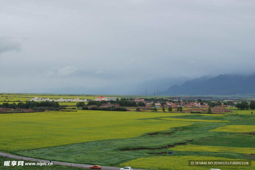 田园油菜景观