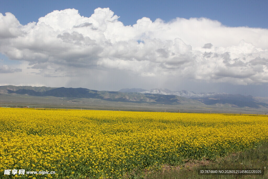 金黄花海与蓝天白云美景