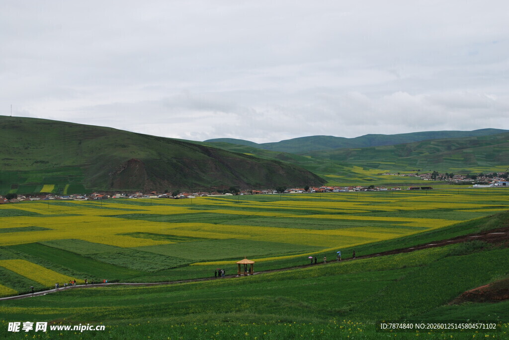 春日田野间的绚丽风景线