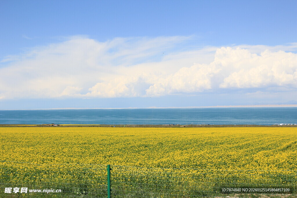 金黄花海与辽阔大海美景