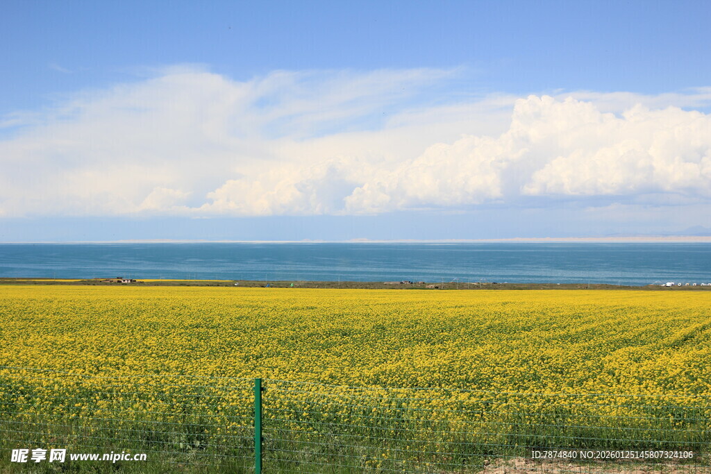 金黄花海与碧海蓝天美景