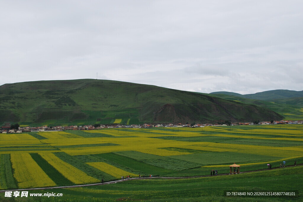 黄绿相间的田野风光