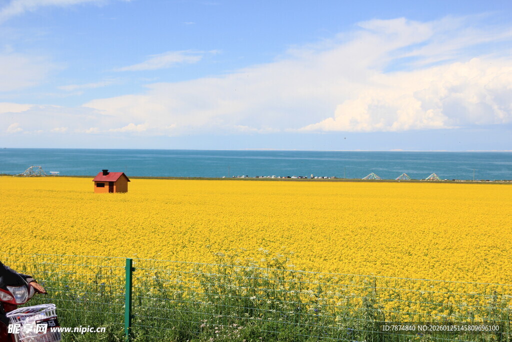 金黄田野中的农忙景象