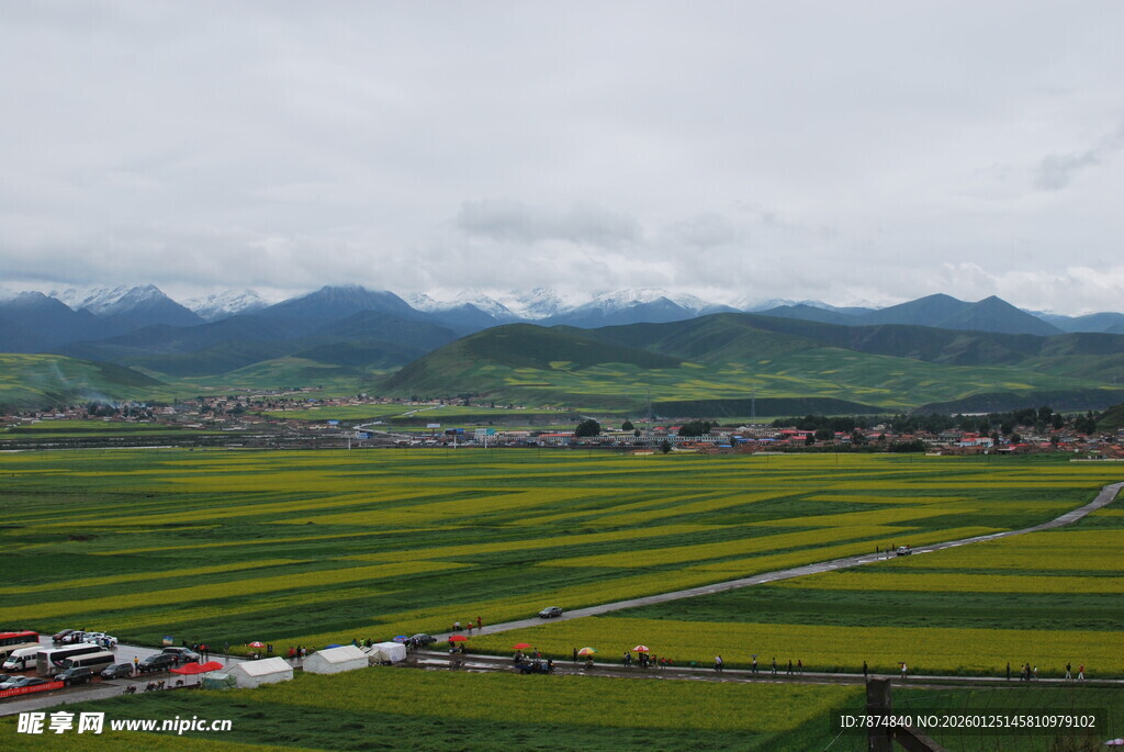 田园风光 黄绿相间的田野