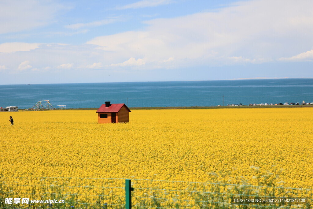 金黄花田中的海边小屋