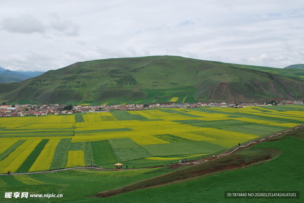 田园风光中的绚烂油菜花田