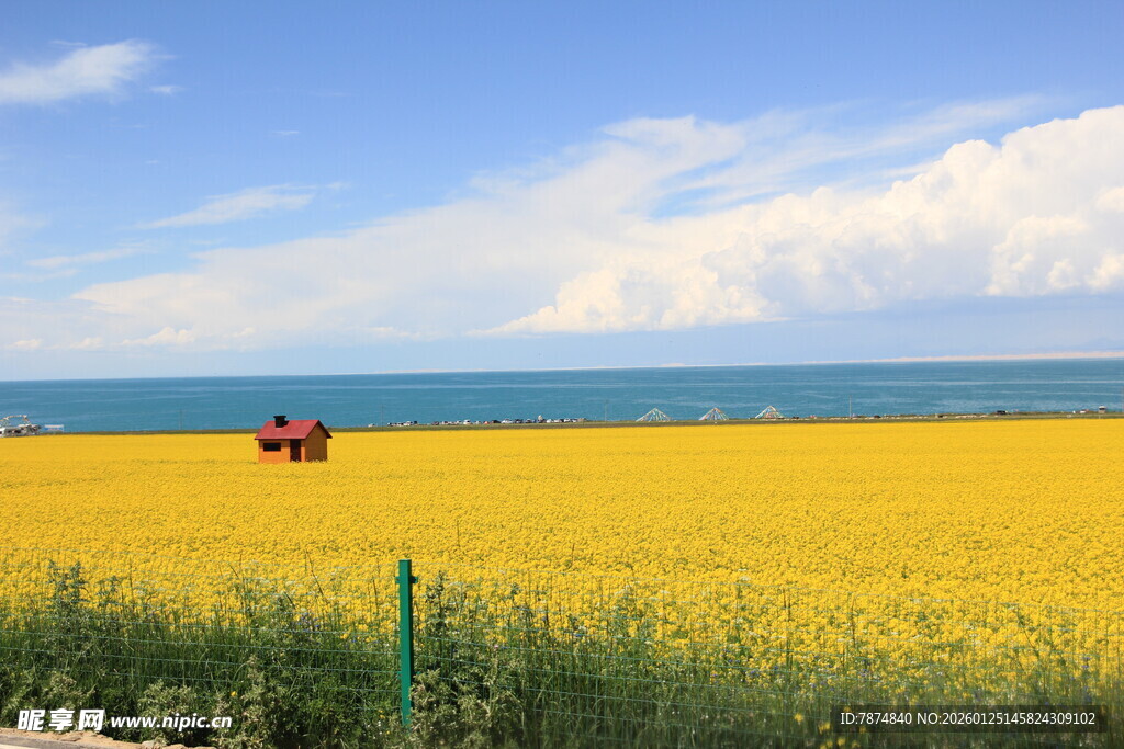 金黄花海中的红色拖拉机